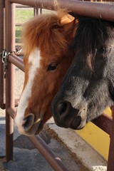 Ponies and horses in the stable
