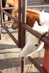 Ponies and horses 
