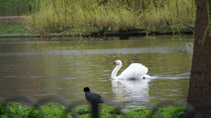 swans on the lake