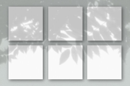 6 square sheets of white textured paper on the grey wall background. Mockup overlay with the plant shadows. Natural light casts shadows from an exotic plant.. Flat lay, top view
