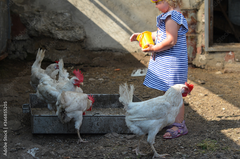 Wall mural caucasian child 2 years old with blond hair outdoor in the barn with hens