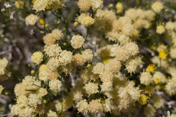 Head flowers in shades of white and yellow arise from Rayless Goldenhead, Acamptopappus Sphaerocephalus, Asteraceae, native perennial subshrub in the margins of Joshua Tree City, Southern Mojave Deser