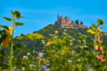 Hohen Zollern Castle on green mountain, wild flowers field out of focus in the foreground. Germany.