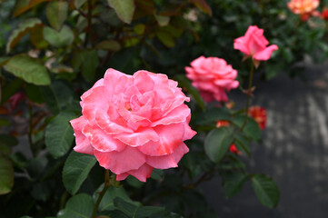 東京の梅雨の風景　旧古河庭園の庭園で咲くピンク色のバラの花　芳純