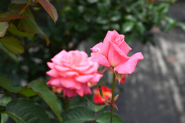 東京の梅雨の風景　旧古河庭園の庭園で咲くピンク色のバラの花　芳純