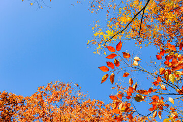 【秋イメージ】鮮やかな紅葉