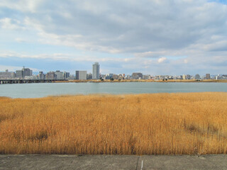 淀川のヨシ原（アシ原） ヨシやアシの群生地
