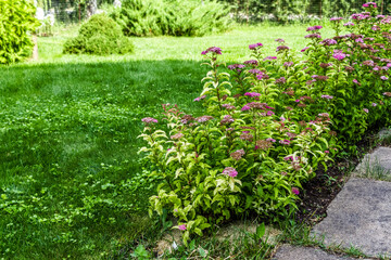 A beautiful flower bed in the backyard of a private house.