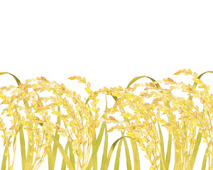 実った稲の水彩画