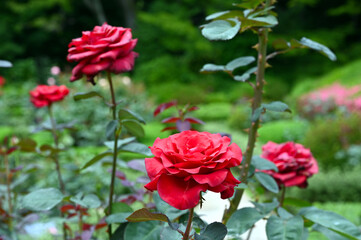 東京の梅雨の風景　旧古河庭園の庭園で咲く赤色のバラの花　カーディナル
