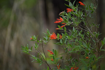 Flowers at the river valley.