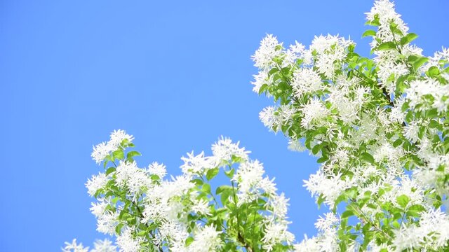 雪のように白いなんじゃもんじゃの木のひとつ「ヒトツバタゴ」