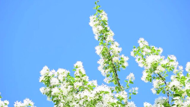 雪のように白いなんじゃもんじゃの木のひとつ「ヒトツバタゴ」