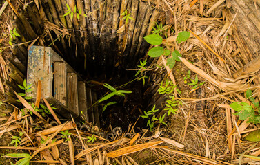 Man made hole in ground lined with bamboo