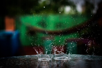 Naturaleza,Gatos,Lliuvia,Plantas,Luna,Mate