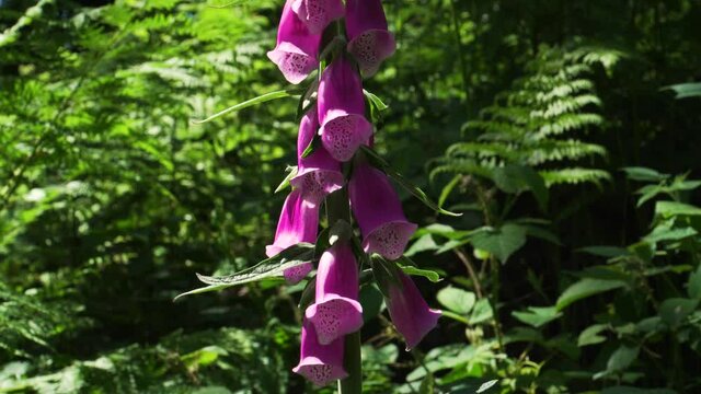 Close up on a digitalis purp&uacute;rea (plantaginaceae), the foxglove or common foxglove.