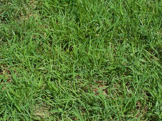 fresh green grass fieled textured background 