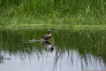 Ducks at the xochimilco swamps