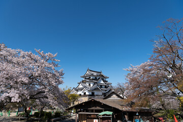 城と桜（彦根城）