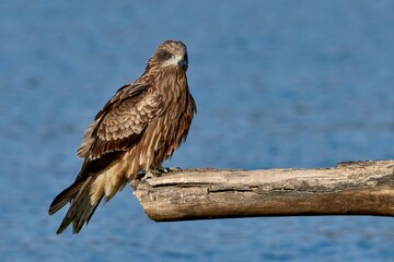 流木の上でのんびりくつろぐトビ