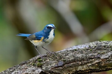 キュートなポーズがかわいいルリビタキ オス