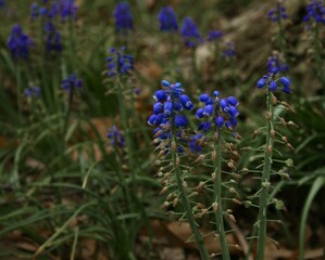 Obraz premium blue flowers in the garden