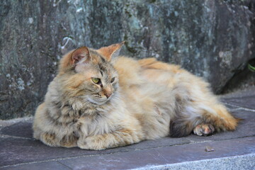 くつろいでいる長毛種の野良猫