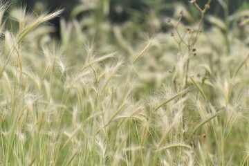 Grasses in the field