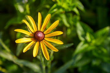 Close up of yellow flower growing in a green field during summer with morning dew on petals