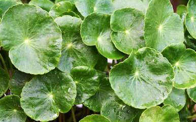 green leaves background
