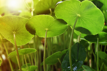 Fototapeta na wymiar green clover leaves