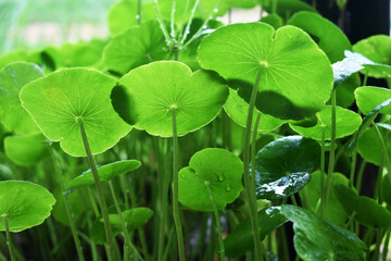 Close up water drop on Gotu kola leaves.