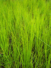 Green wild grass field background