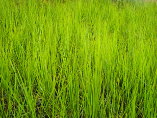 Full Frame shot of Wild green grass