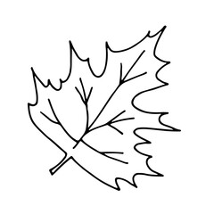 Obraz premium Maple tree leaf. Modern doodle style outline drawn illustration. Isolated drawing on a white background. Vector.