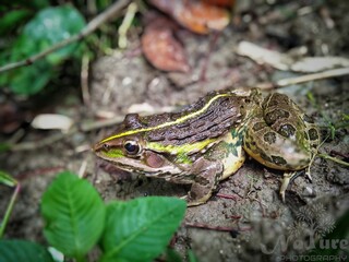 The frog is jumping.