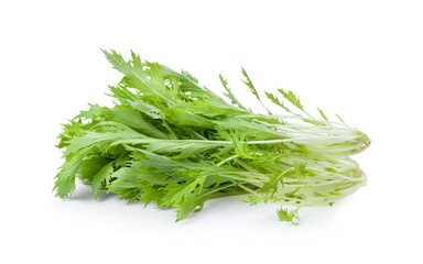 Mizuna lettuce isolated Japanese Mustard, vegetable salad for good health on white background