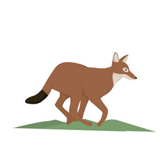  Ethiopan wolf Illustration