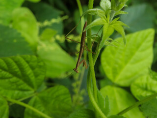 カマキリの子供