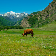Naklejka premium Brown cow in the meadow against the background of snow-capped mountains