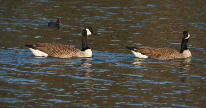 Canada goose, Branta canadensis. Flock of birds swimming on a lake