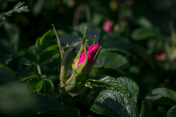 A bud of pink rose hips among the foliage in the light of the sun