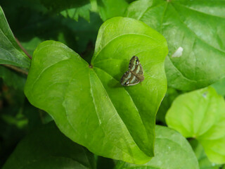 ベッコウハゴロモ