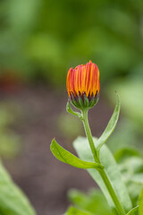 Naklejka premium close up of single orange marigold flower start to bloom in the garden 