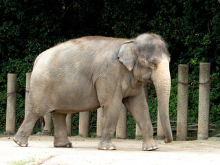 Fototapeta premium アジアゾウ