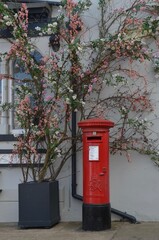 English post box framed by a tree with pink and white blossoms