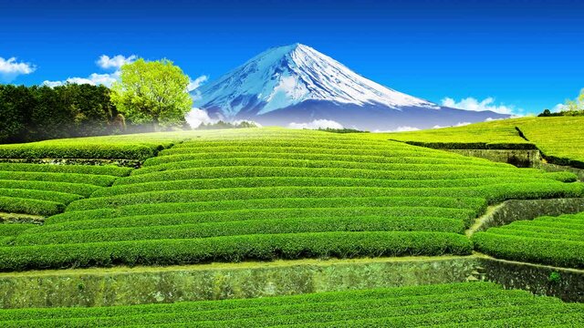 Green tea garden, landscape behind Mount Fuji.