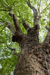 giant tree with rough bark surface in the park covered with green leaves on the tip of the branches