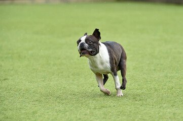 Fototapeta premium ドッグランで遊ぶボストンテリア