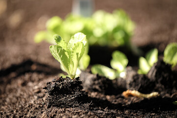 Close up image of wombok seedlings ready to be planted in vegetable garden with roots showing